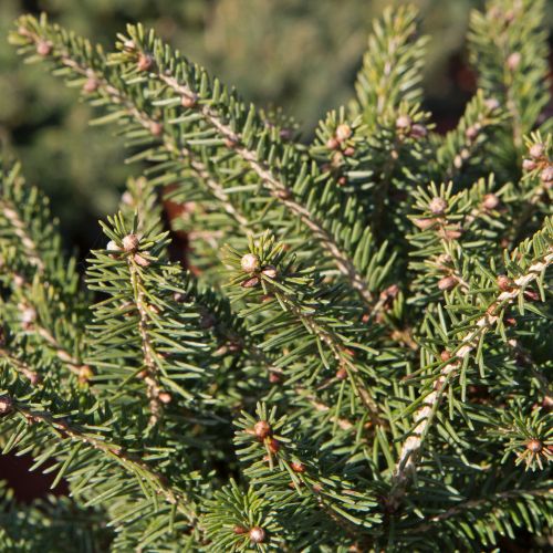 PICEA